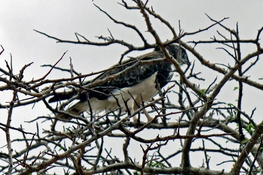 Kenia (395).jpg